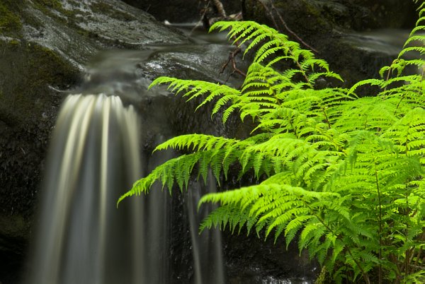 A small cascade with a lush fern. Stock photo of the Falls of Rha at Uig on the Isle of Skye, Scotland. Part of the Britain Express Travel and Heritage Picture Library, Scotland collection.