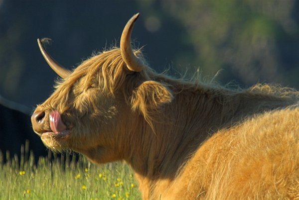 Highland cow at Stein, Waternish - enjoying a tasty mouthful of grass perhaps? Stock photo of Highland cattle at Stein on the Isle of Skye, Scotland. Part of the Britain Express Travel and Heritage Picture Library, Scotland collection.